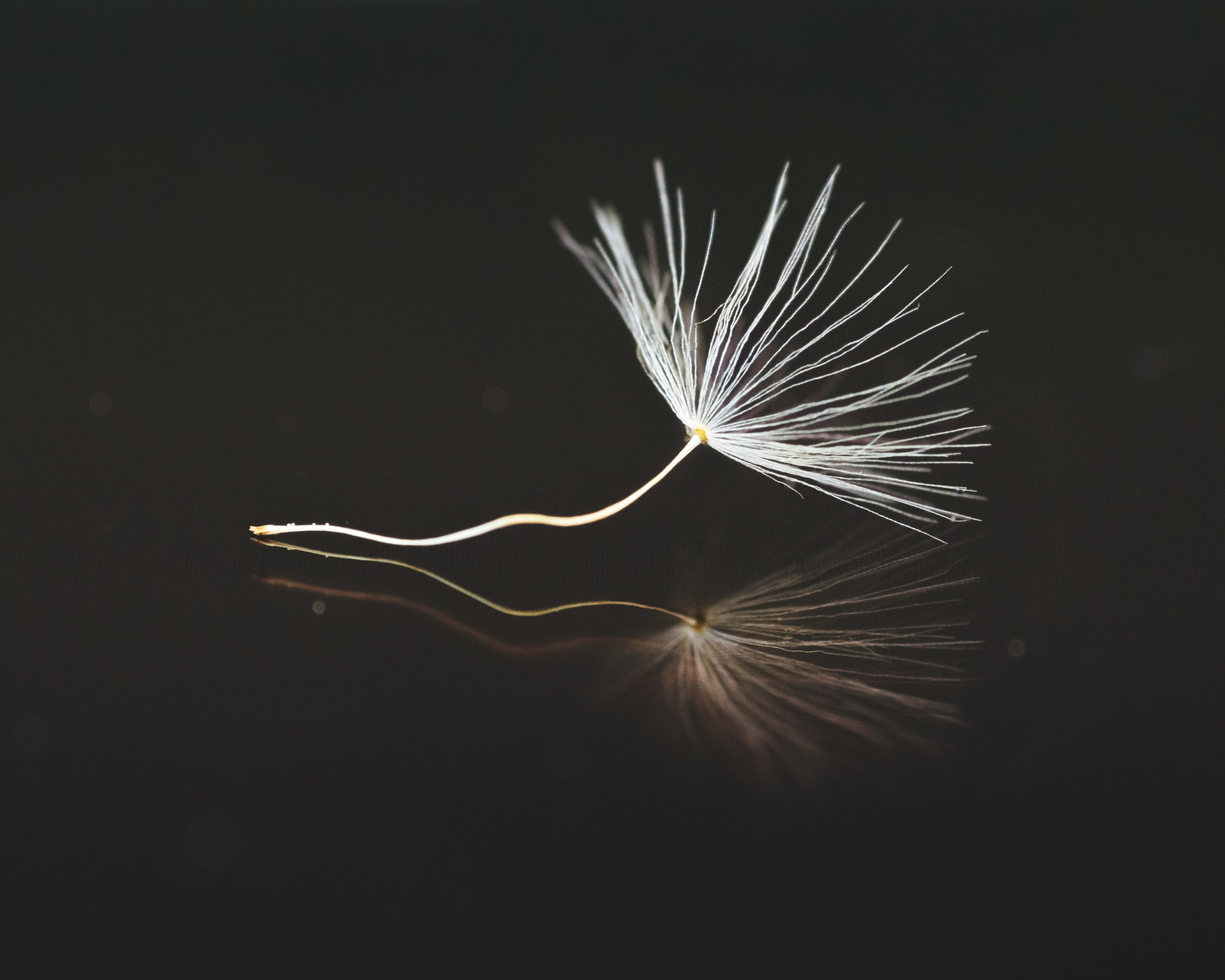 "A gift from nature." Original public domain image from Wikimedia Commons Public Domain, Free CC0 Image